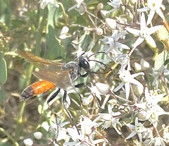 Sphex funerarius