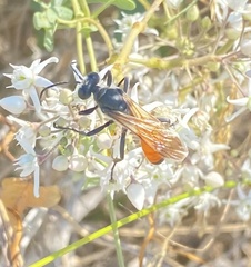 Sphex funerarius