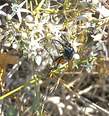 Sphex funerarius