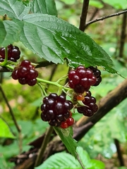 Rubus polonicus