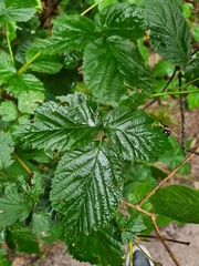 Rubus polonicus