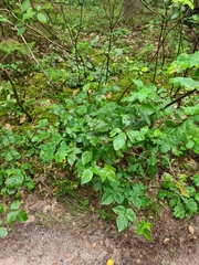 Rubus polonicus