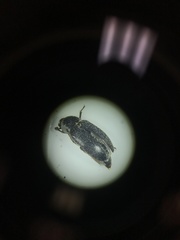 Dermestes frischii