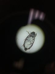 Dermestes frischii