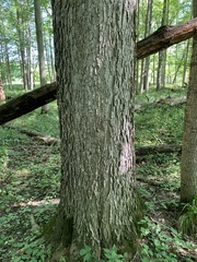 Gymnocladus dioicus