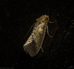 Azaleodes micronipha