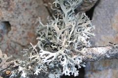 Pseudevernia furfuracea