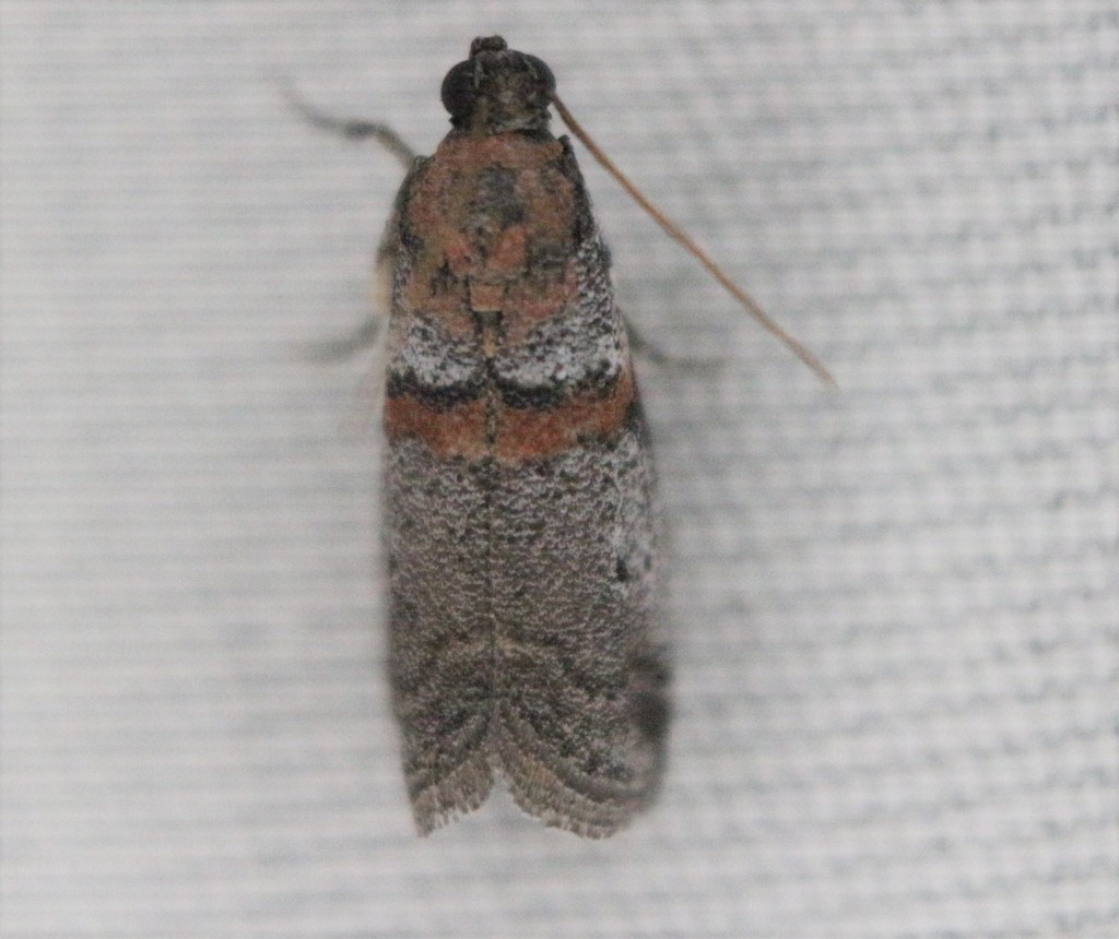 Acrobasis pallicornella