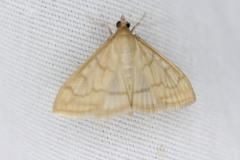 Hahncappsia pergilvalis