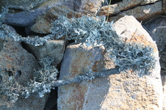 Pseudevernia furfuracea