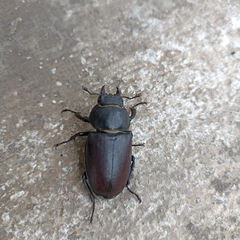 Lucanus cervus