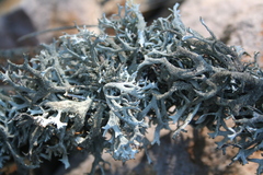Pseudevernia furfuracea