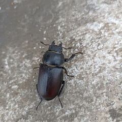 Lucanus cervus