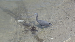 Egretta sacra