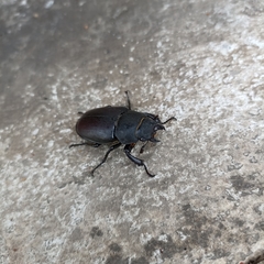 Lucanus cervus