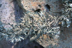 Pseudevernia furfuracea
