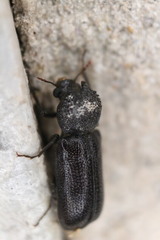 Apatides fortis