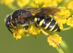 Aphilanthops frigidus