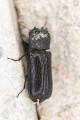 Apatides fortis