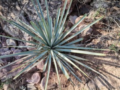 Yucca rigida