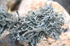 Pseudevernia furfuracea