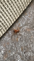 Ceratinopsidis formosa