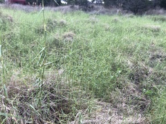 Muhlenbergia utilis