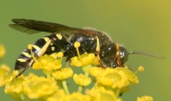 Aphilanthops frigidus