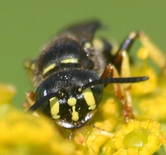 Aphilanthops frigidus