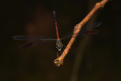 Euphaea pseudodispar