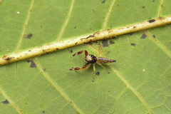 Indopadilla insularis