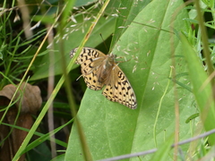 Argynnis adippe