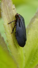 Prosapia ignipectus