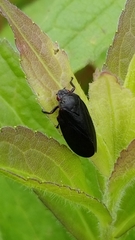 Prosapia ignipectus