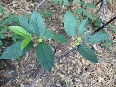 Frangula betulifolia