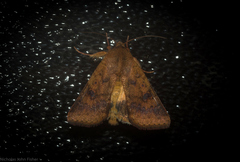 Australothis rubrescens