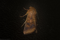 Australothis rubrescens