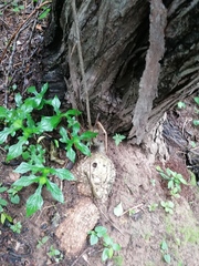 Ibervillea hypoleuca