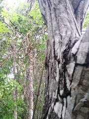 Ibervillea hypoleuca