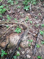 Ibervillea hypoleuca