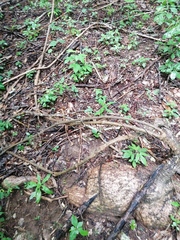 Ibervillea hypoleuca