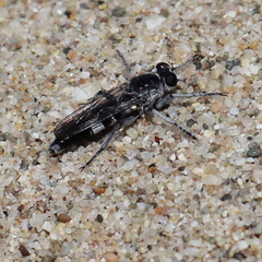 Stichopogon venturiensis