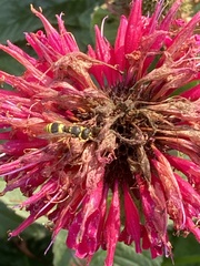 Ancistrocerus parietum
