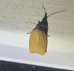 Sparganothis distincta