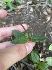 Acalypha chamaedrifolia