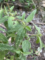 Acalypha chamaedrifolia
