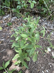 Acalypha chamaedrifolia