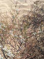 Eriogonum deserticola