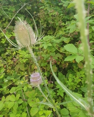 Dipsacus fullonum