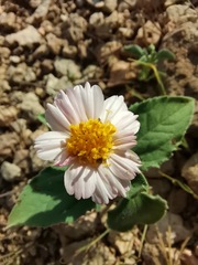 Tridax bicolor